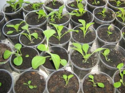 Как выращивать рассаду в домашних условиях?