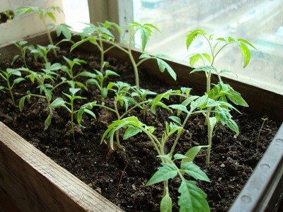 Как выращивать рассаду в домашних условиях?