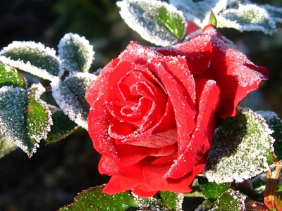 Как утеплить розы на зиму?