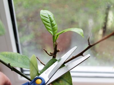 Как обрезать комнатные растения?
