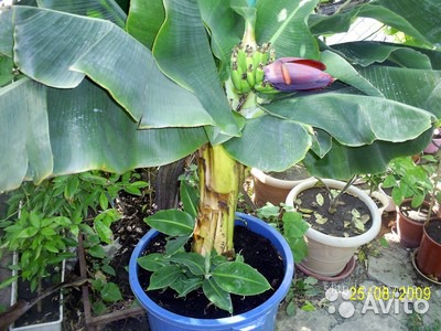 Как вырастить банан дома?